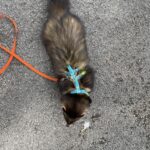 ferret harness, small pet harness