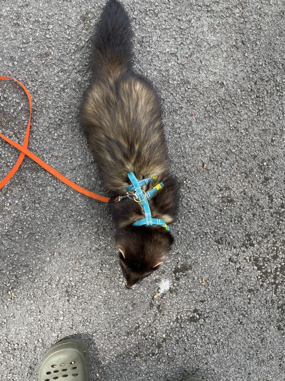 ferret harness, small pet harness