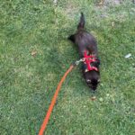 ferret harness, small pet harness