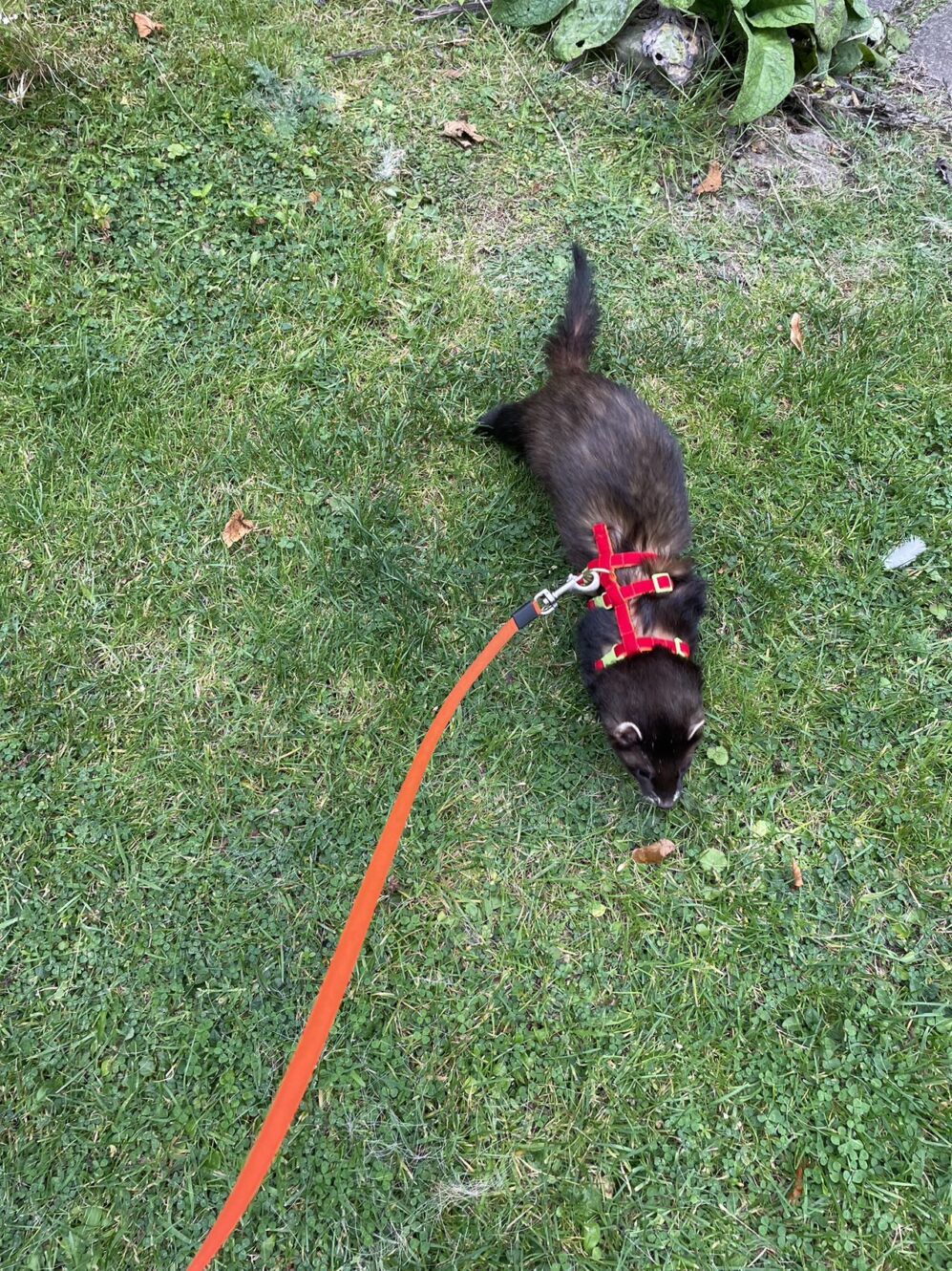 ferret harness, small pet harness