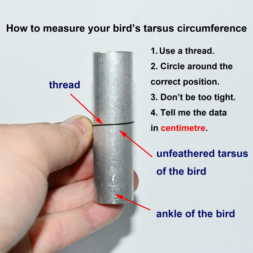 how to measure your bird’s tarsus circumference